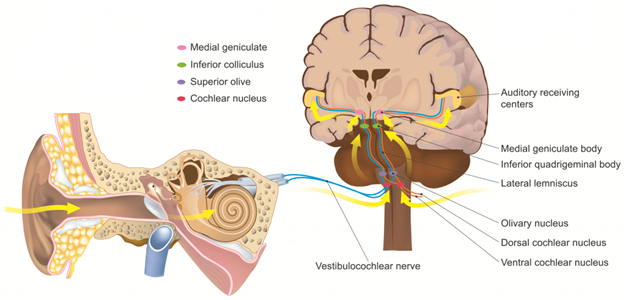 Concussion and the Auditory System-Image-2